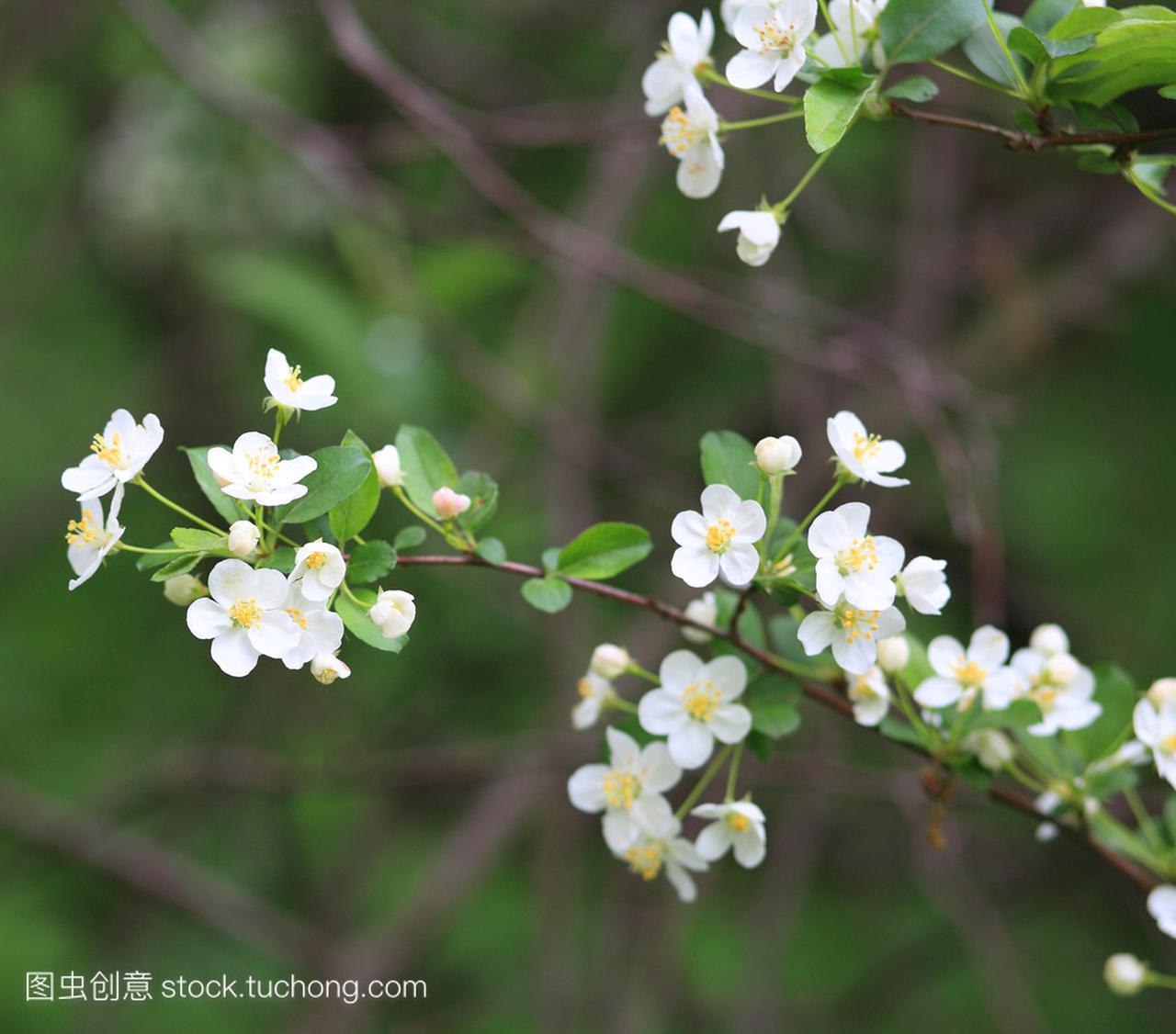 樱桃树花