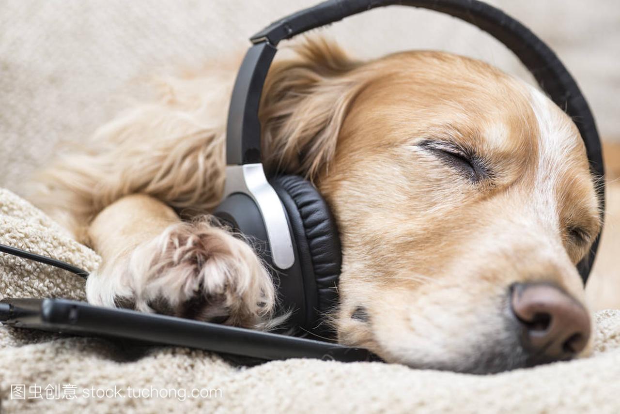 狗在听音乐耳机