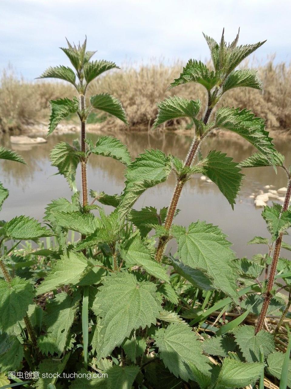 雌雄异株植物荨麻属.