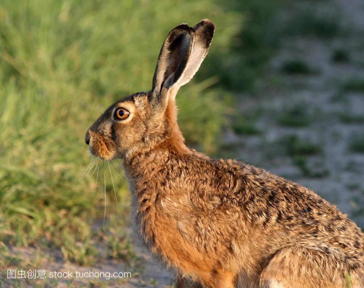 野兔,hare,Bunny,ears,害羞,shy,英亩,acre,