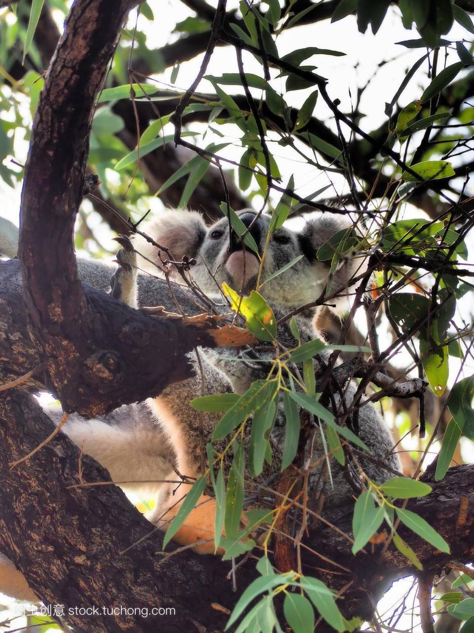 澳大利亚,Australia,koala auf eukalyptus baum,f