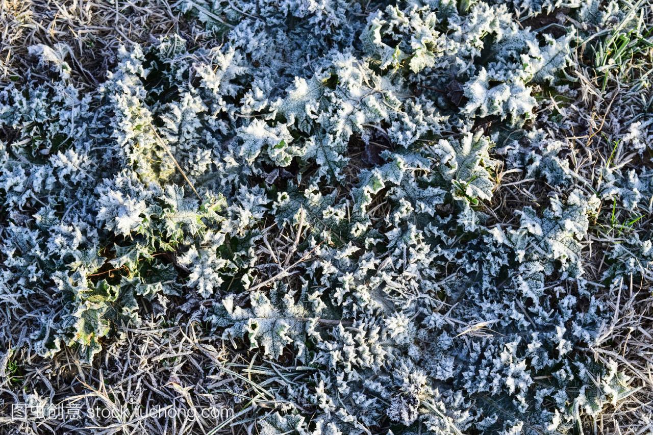 草叶被雪覆盖。冰冻的地面。土壤和雪的背景