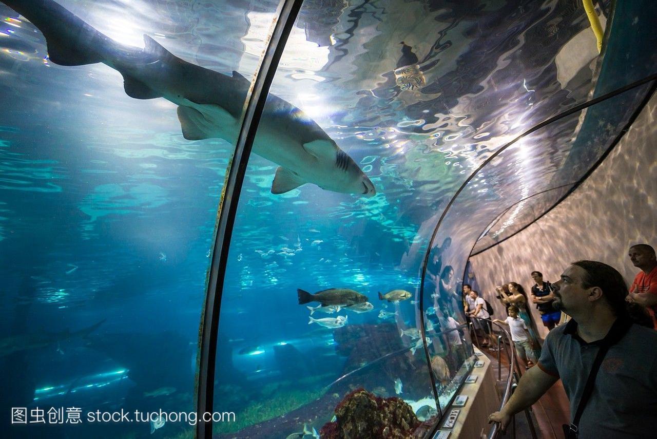 沙虎鲨在巴塞罗那水族馆的水下隧道,西班牙巴