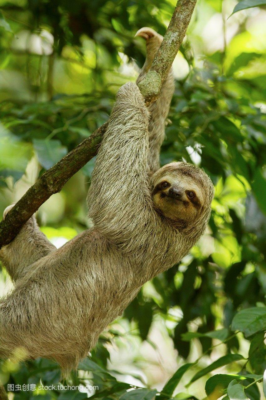 在哥斯达黎加的中部和南美洲发现了一种三趾树