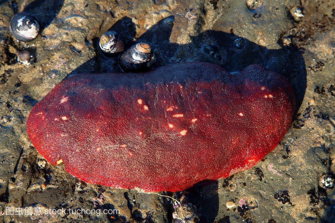 石鳖,海洋花园州立公园俄勒冈州。