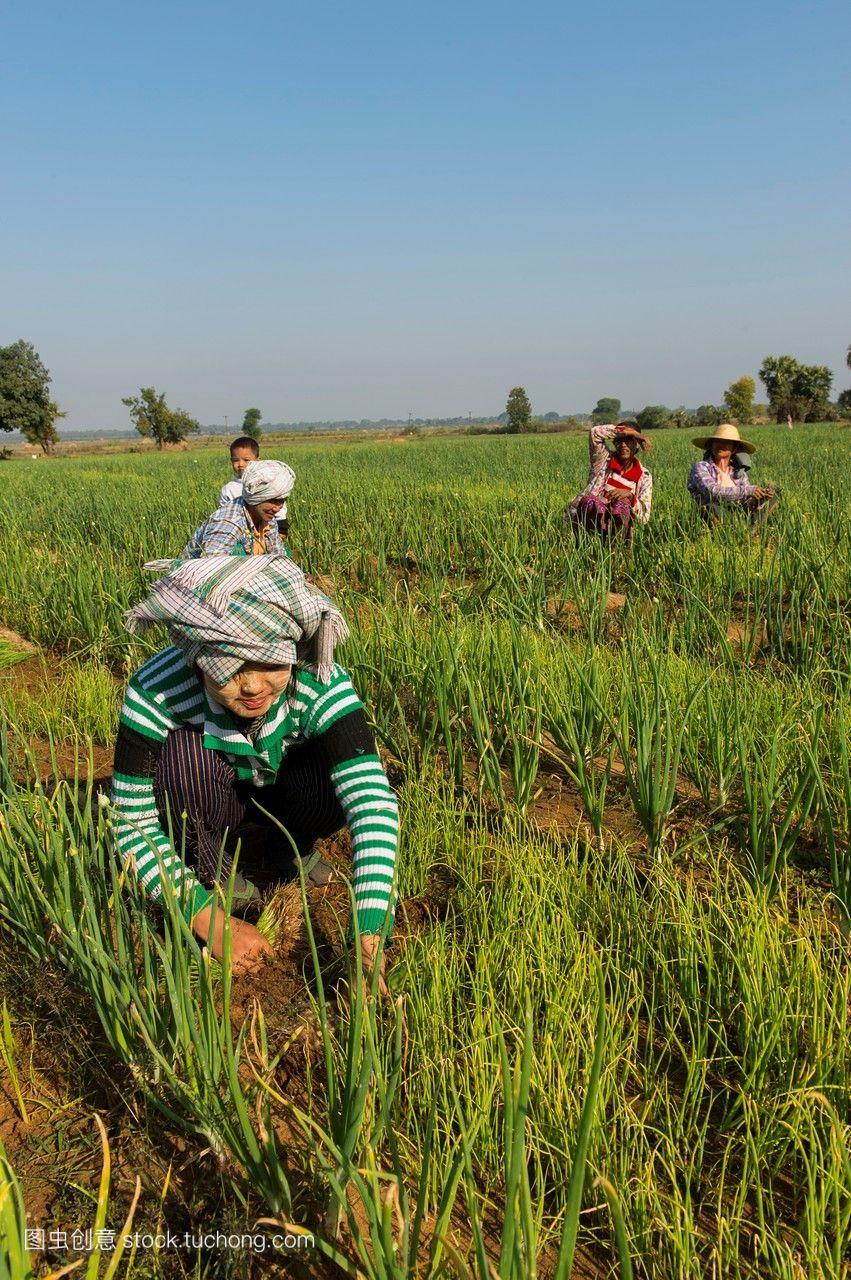 在缅甸,农民们在从蒲甘到曼德勒的道路上种植