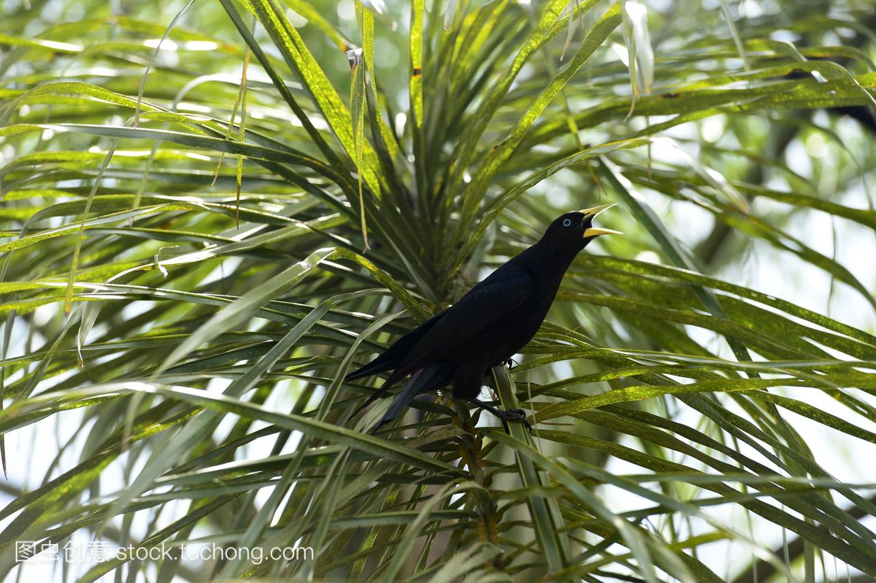 阿根廷,南美洲,伊瓜苏国家公园,普通的黑鸟