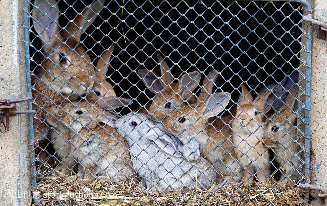 兔子饲养,兔子在一个老农场北mayenne,卢瓦国