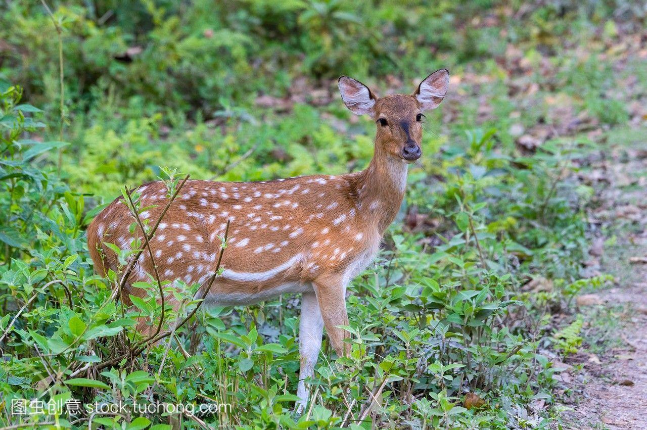 在尼泊尔的奇旺国家公园,斑马鹿或chitalaxis轴