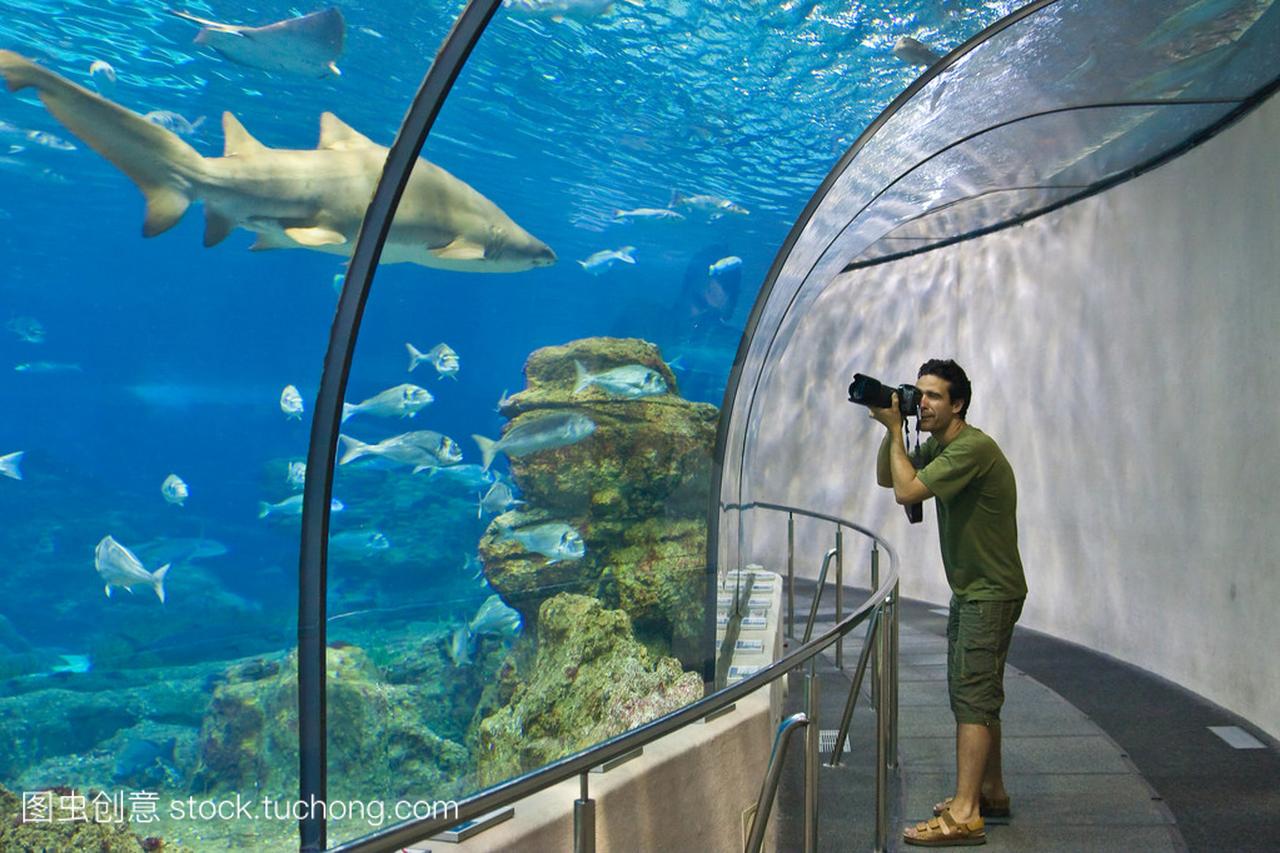 在巴塞罗那的水族馆的摄影师。西班牙