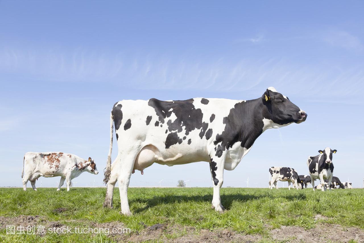 在阳光明媚荷兰绿色草地在荷兰黑白花奶牛