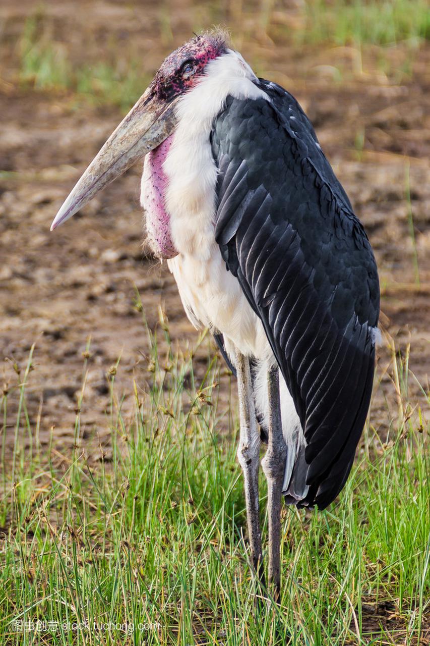 Marabou stork (considered to be the ugliest bir