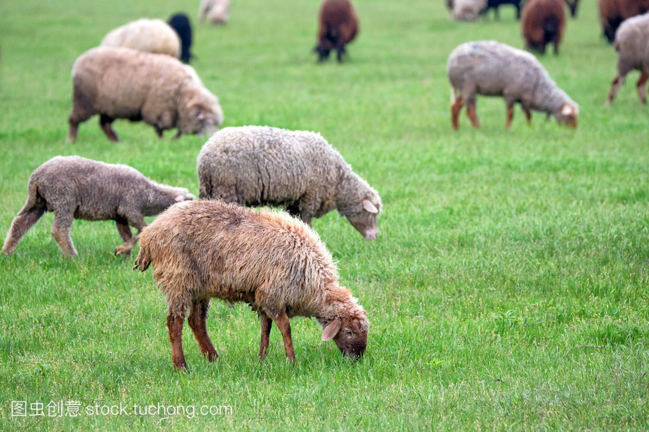 群羊在牧场上吃草