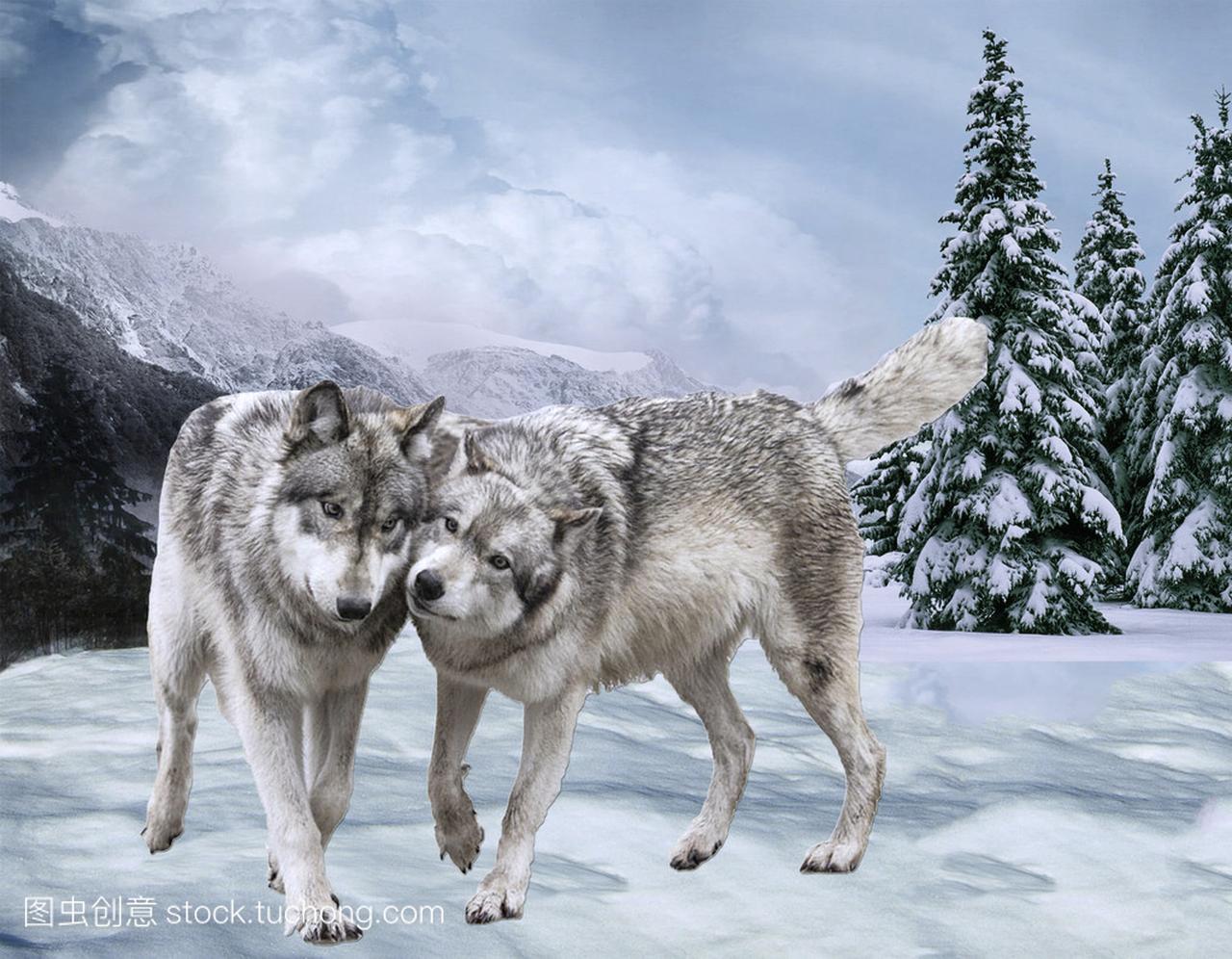 幸福的夫妇狼反对山和木材。冬天