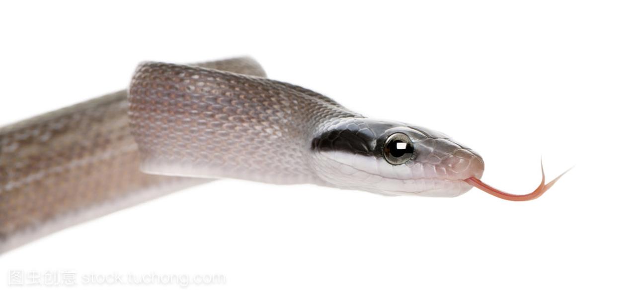 年轻美丽老鼠蛇、 黑眉锦蛇 ridleyi orthiophis,在