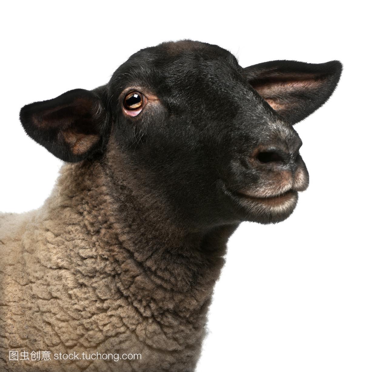 女性萨福克羊、 绵羊白羊座,2 岁,在白色背景前