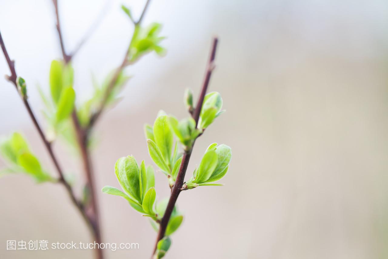acro view. Green leaves texture, springtime and