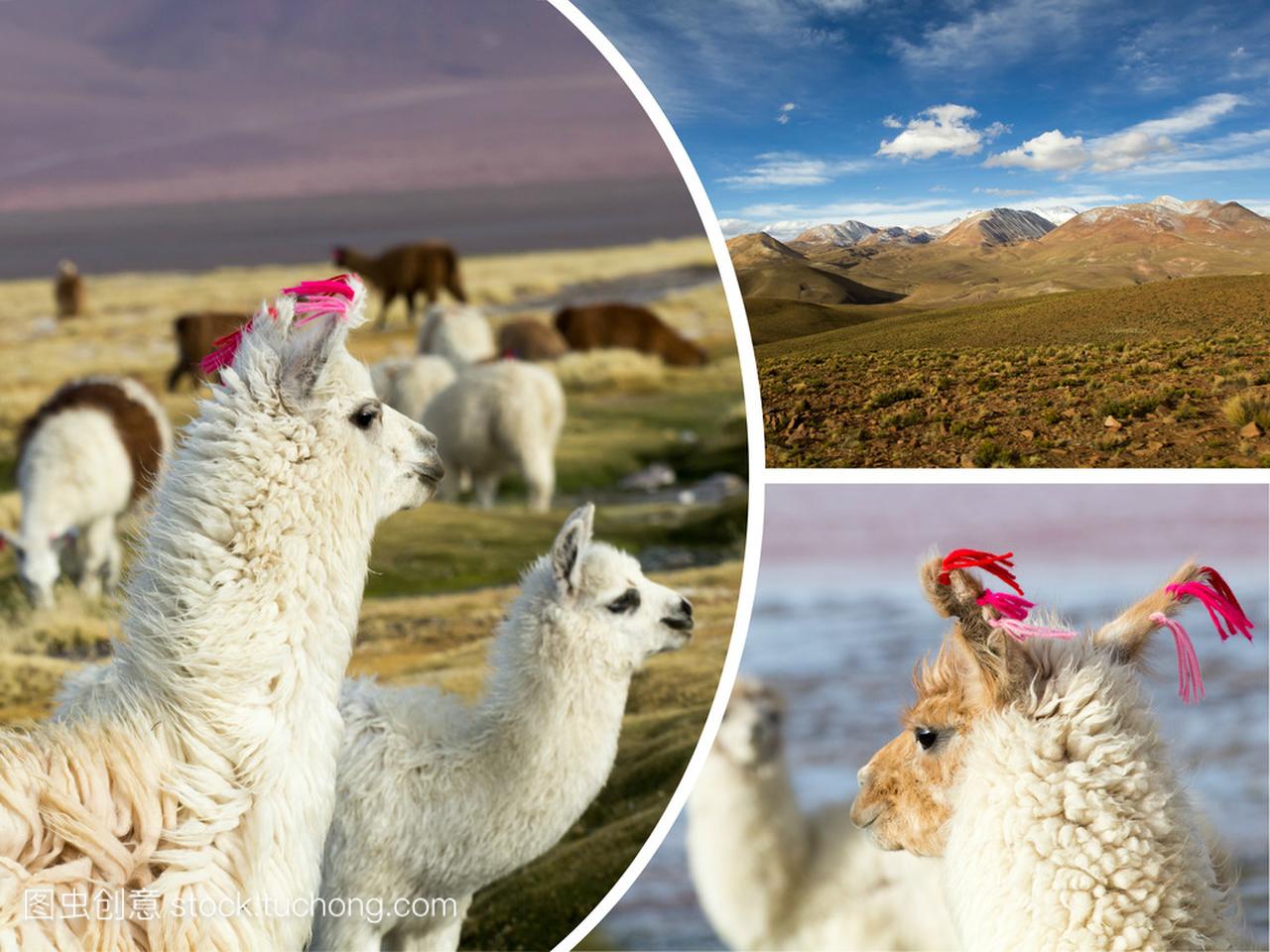 Collage of Bolivia images - travel background (