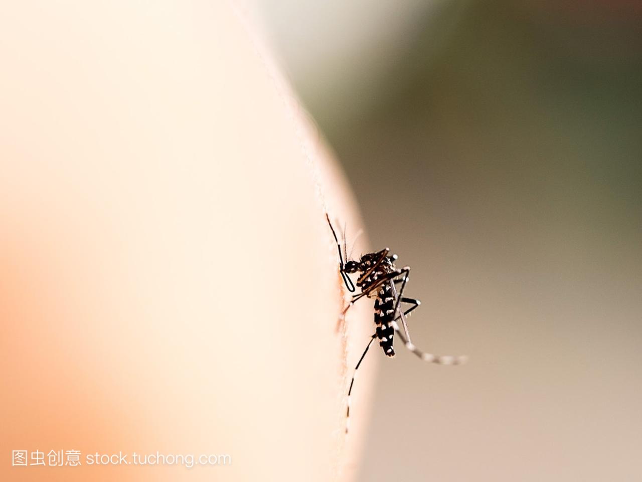 Mosquito bite on human skin (selective focus)