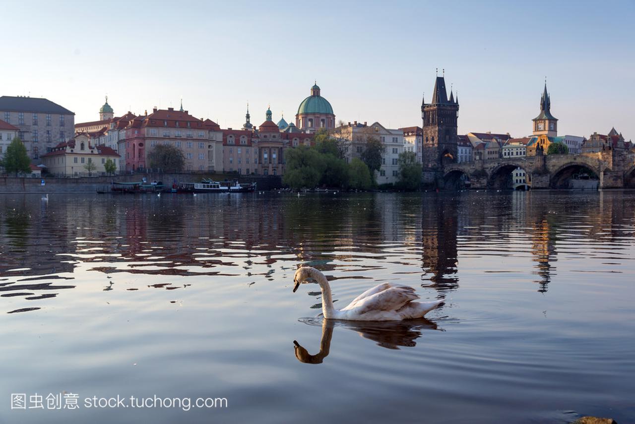 天鹅在布拉格清晨,老镇河上