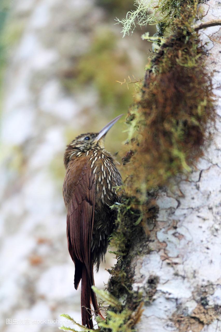 在厄瓜多尔的山地林鸟 (Lepidocolaptes 