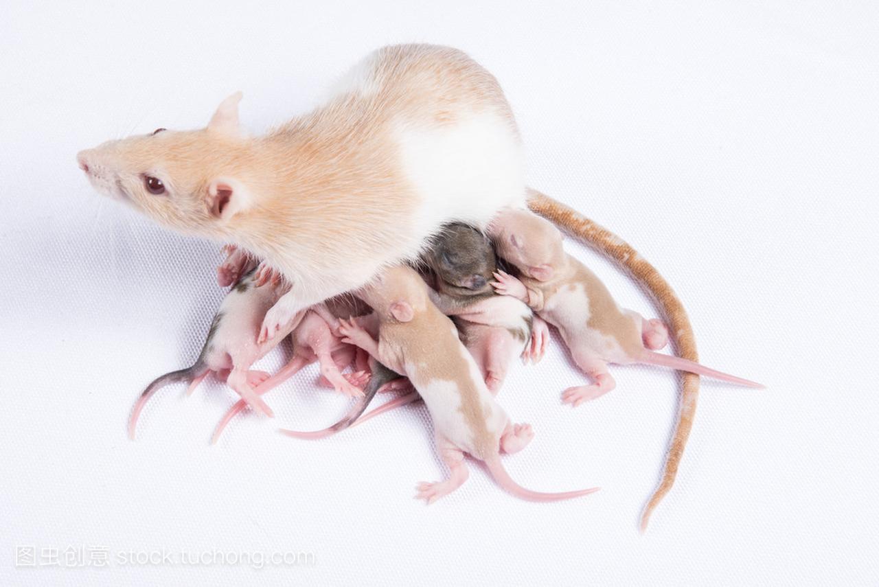 母老鼠喂食母乳喂养的大鼠儿童
