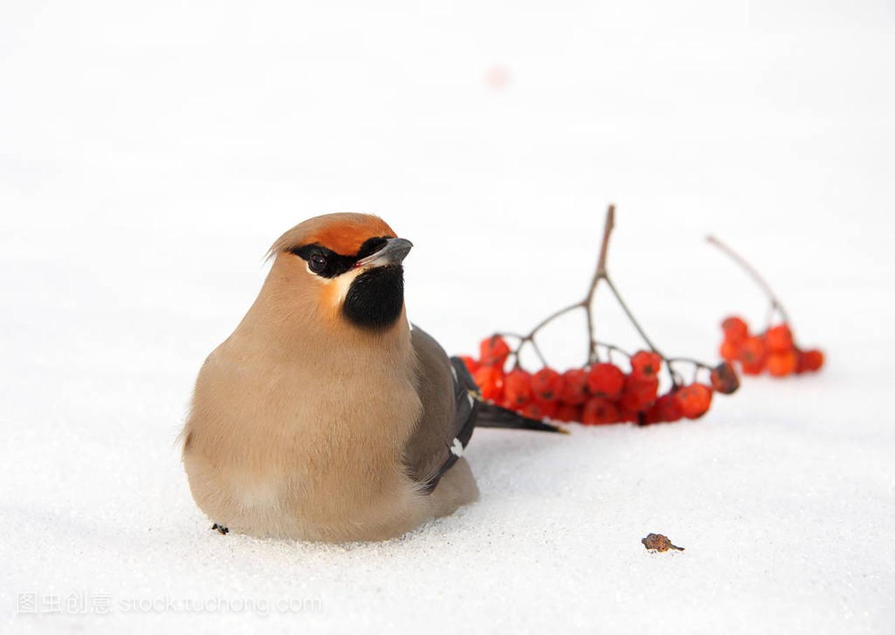 雪松太平鸟在冬天。俄罗斯自然