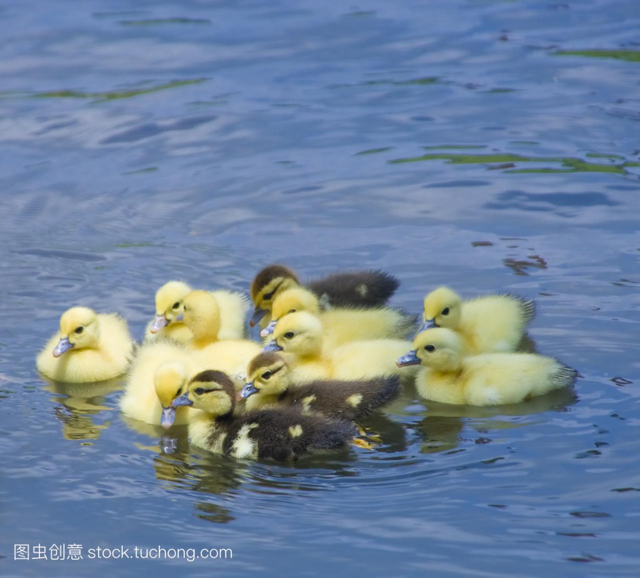 一群小鸭子游泳图片