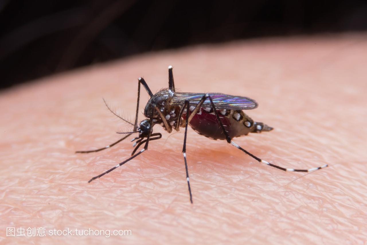 一只蚊子吸血的特写镜头
