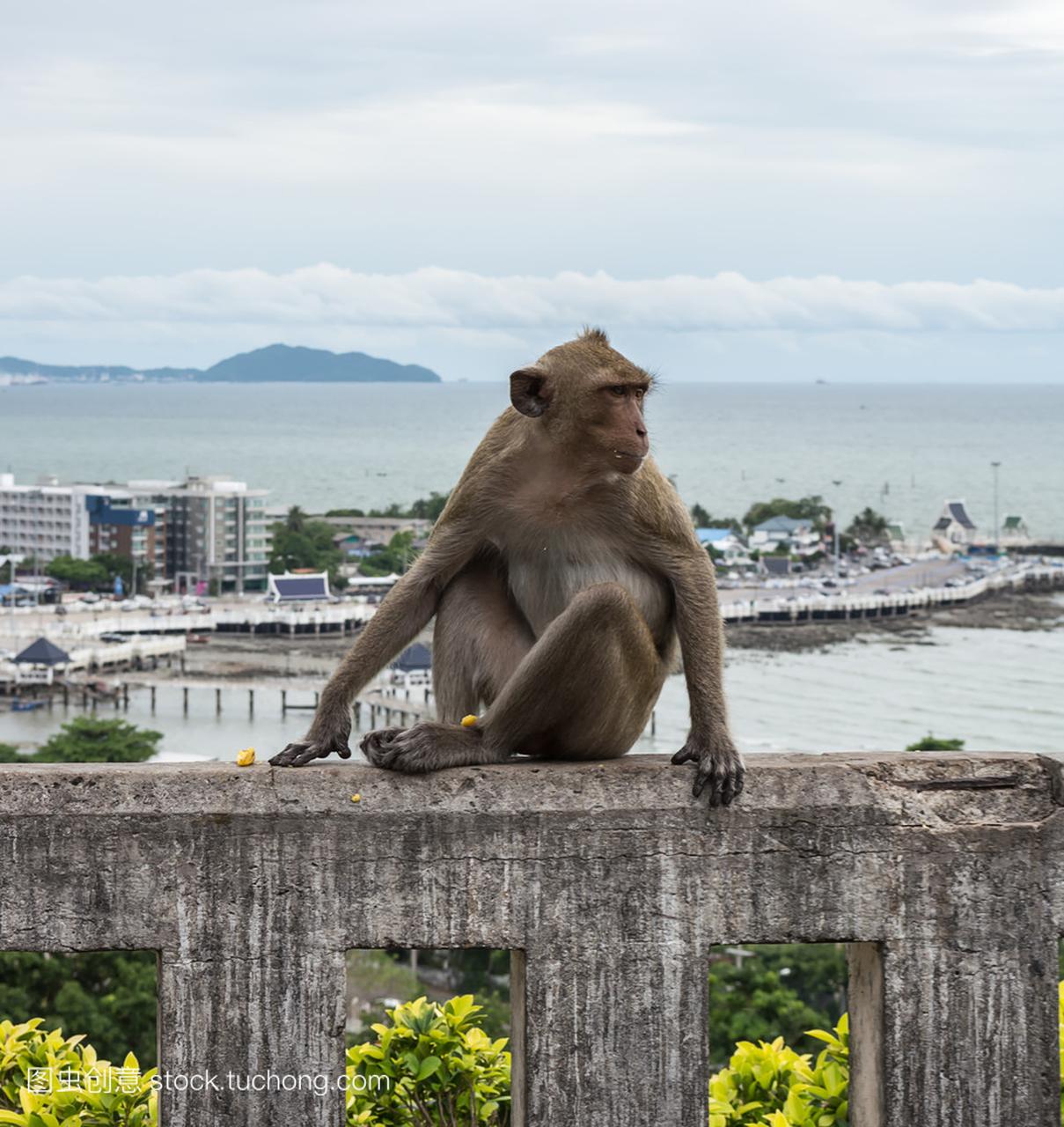 猴子在山城市背景