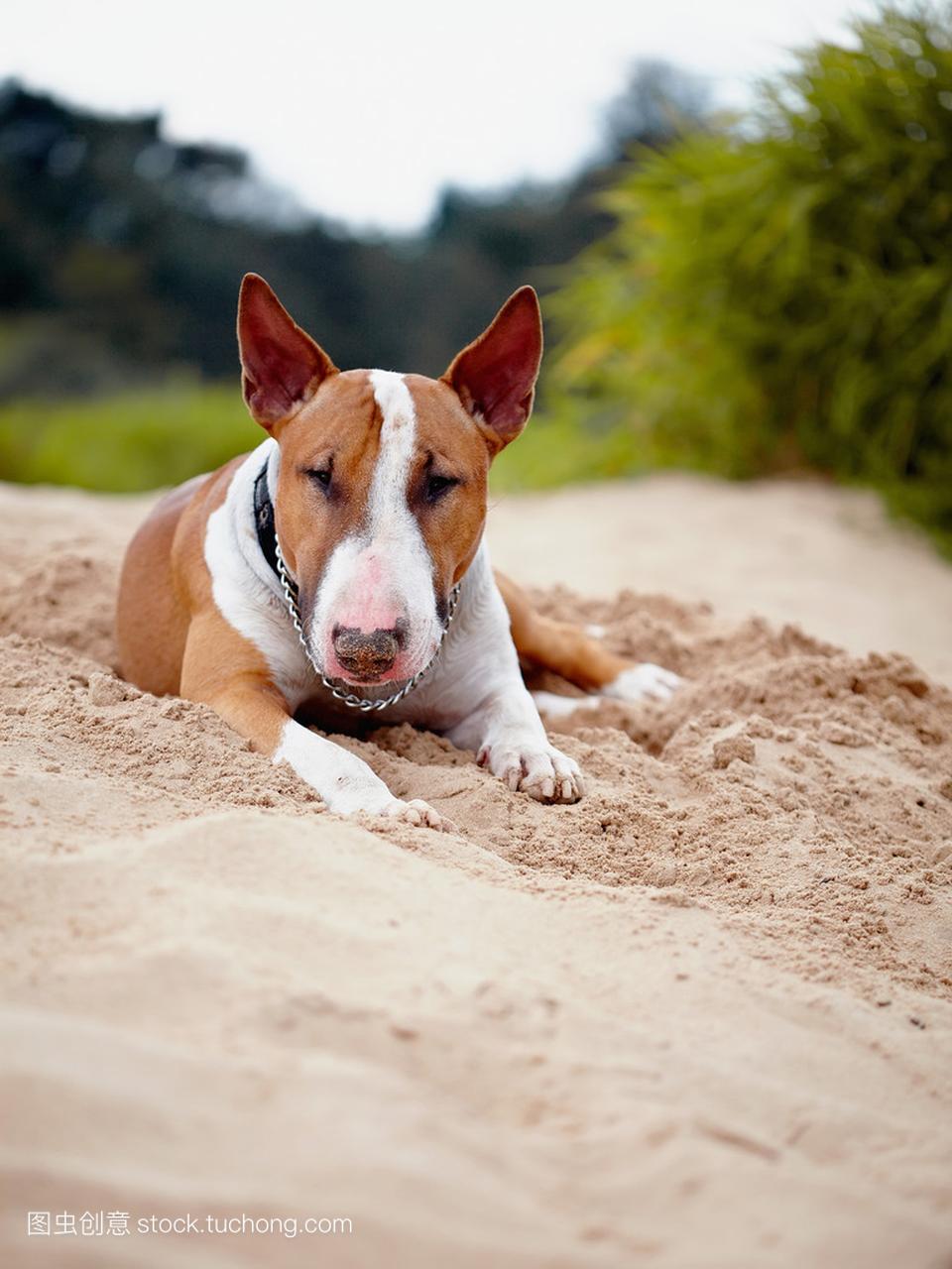 英国斗牛犬躺在沙滩上