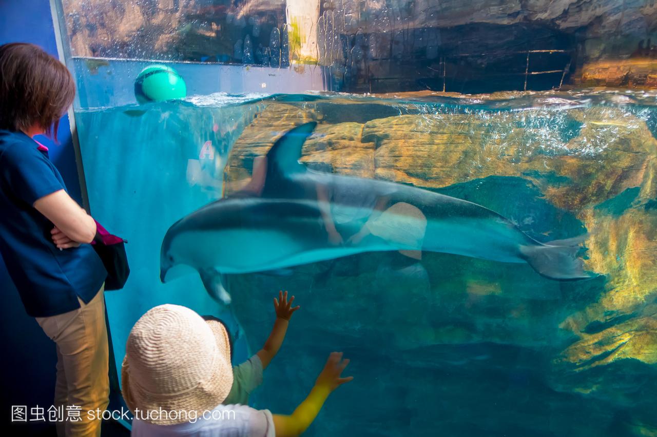 海豚在大阪海游馆,在日本大阪举行的世界最大