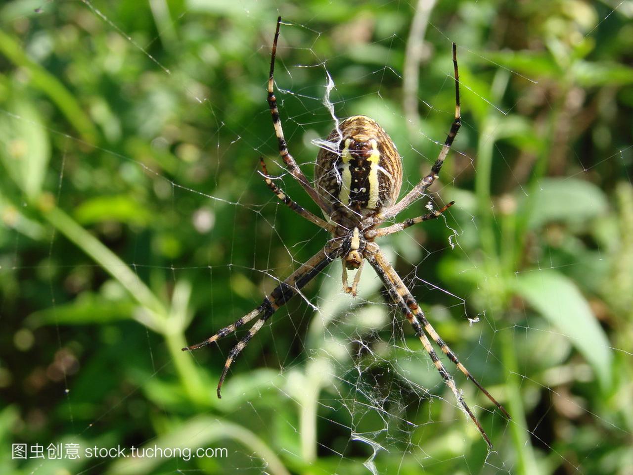 坐在 web 绿色背景上的横纹金蛛