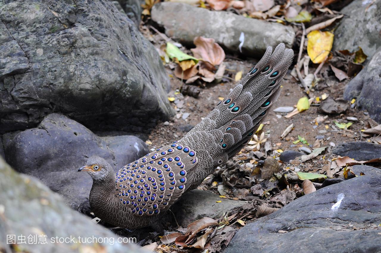 在自然界中,泰国的鸟 (灰孔雀雉)