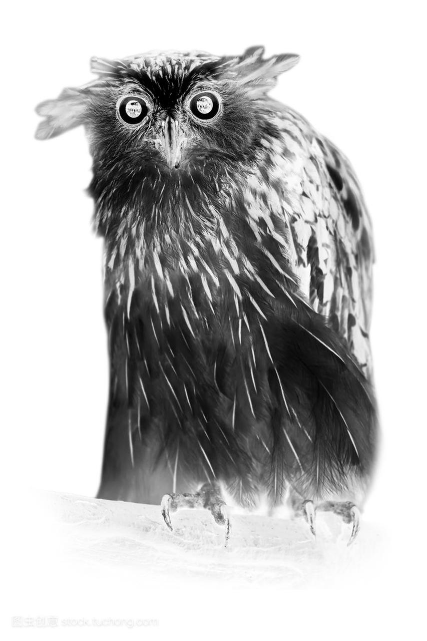 巴菲鱼猫头鹰的黑白肖像