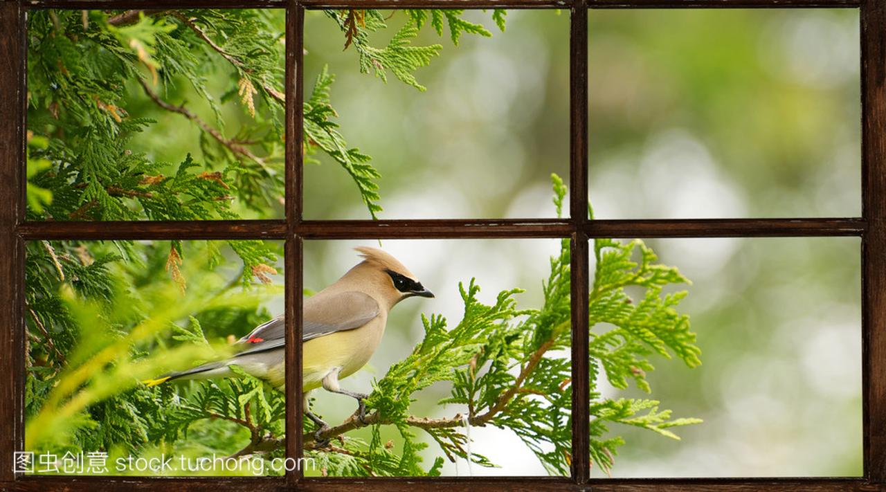 雪松太平鸟在春天,通过窗口看到
