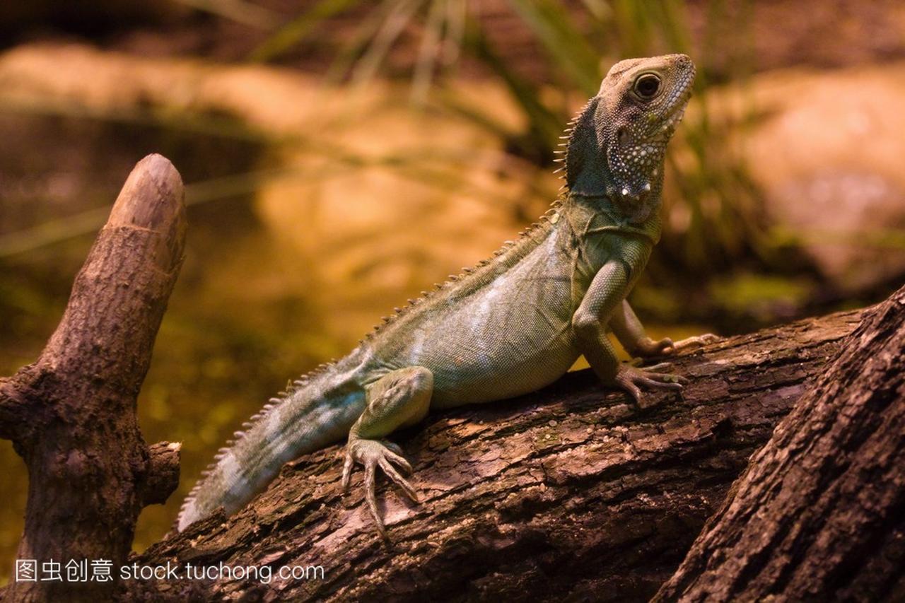 Lguana