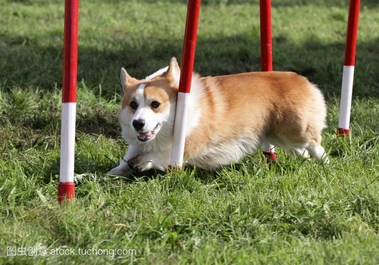 韦尔什威尔士矮脚狗 pembrok 在敏捷性训练的