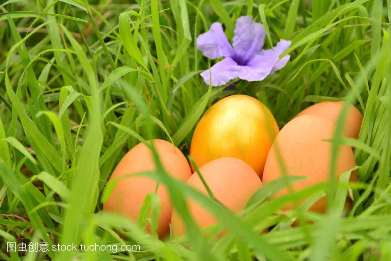 新鲜鸡蛋与草背景 eeg 和紫色金花