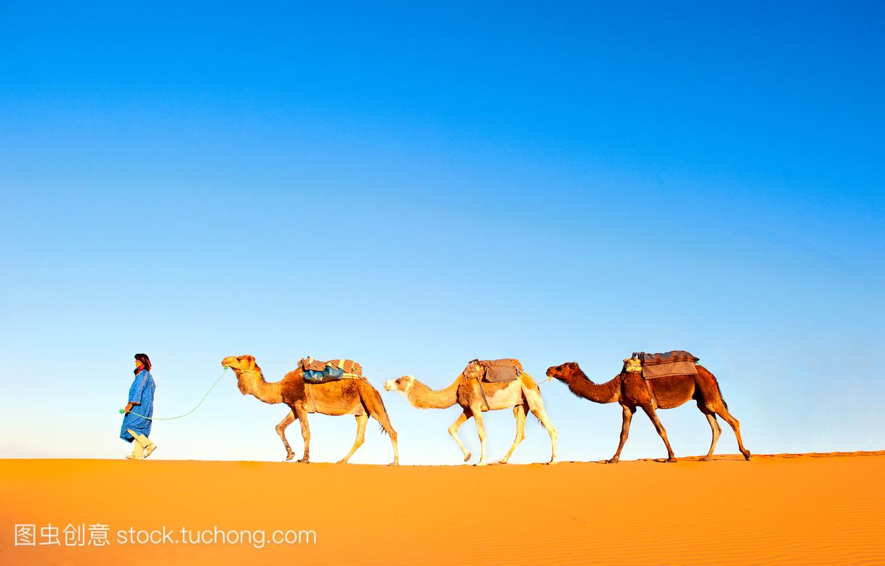 骆驼穿过撒哈拉大沙漠的沙丘。摩洛哥非洲