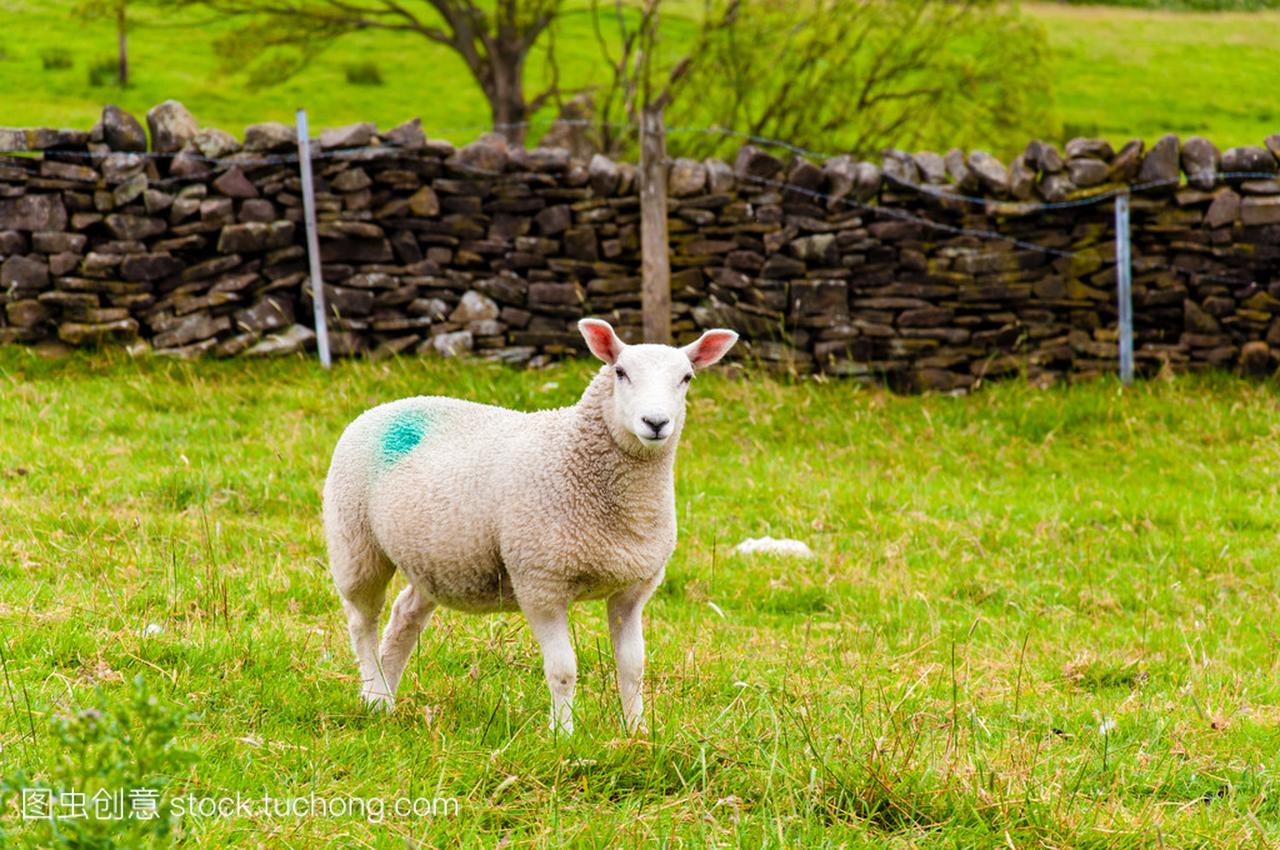 英语在农村放牧绵羊的视图