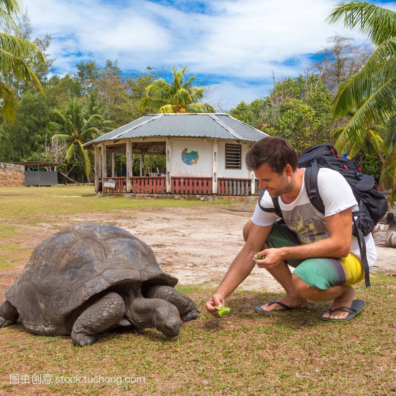 喂养亚达伯拉象龟在 Curieuse 岛上,塞舌尔的旅游