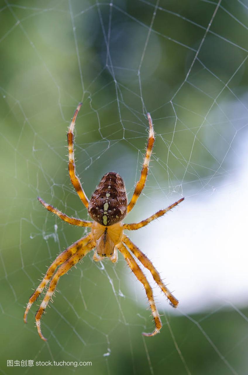 在 web 上的透明蜘蛛