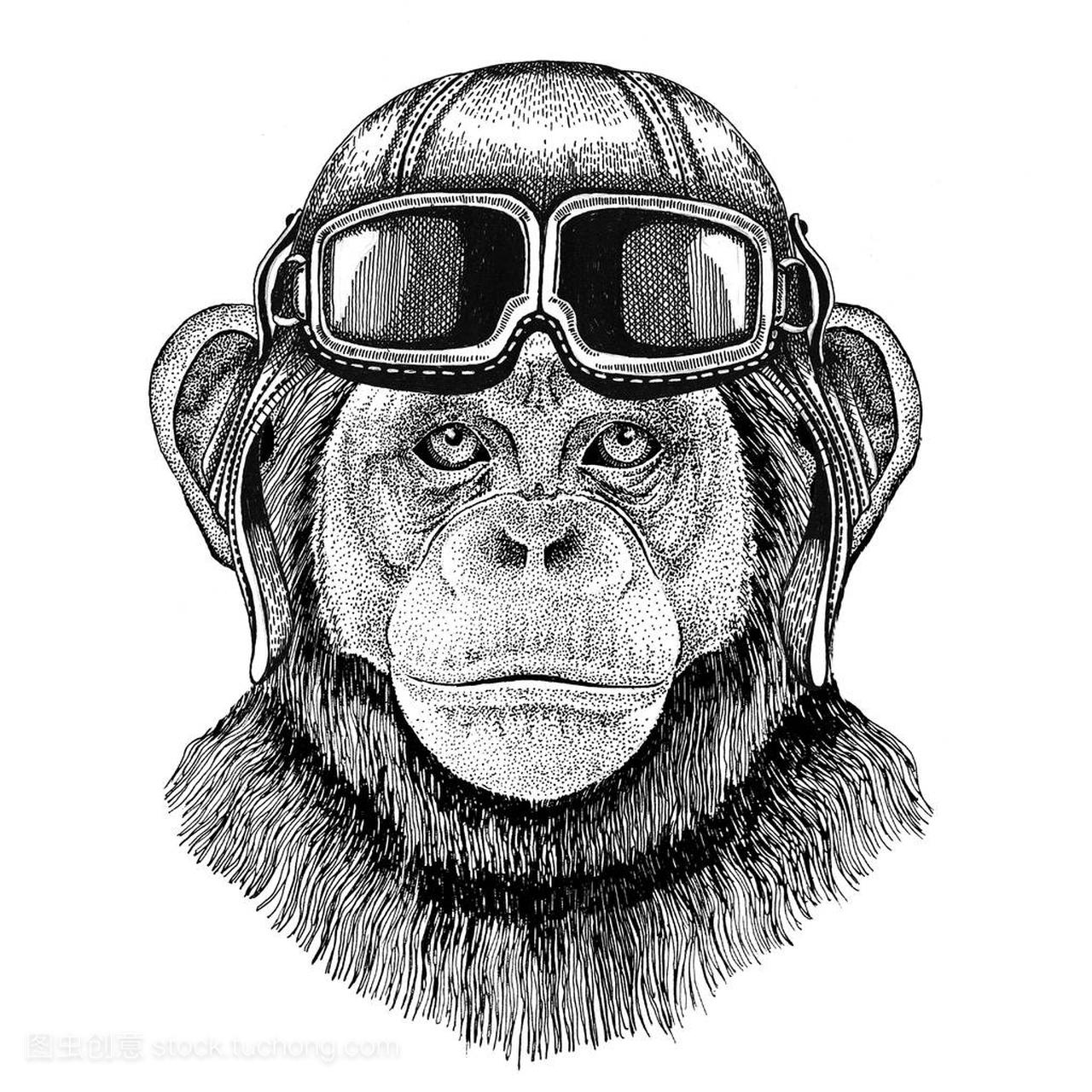 黑猩猩猴子飞行员,骑自行车、 摩托车手绘制的