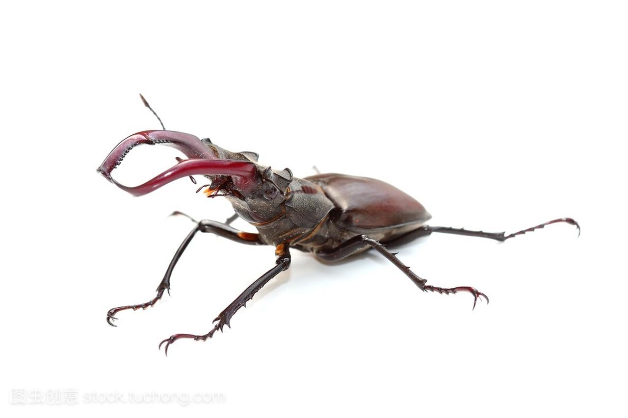 白色的锹虫 (Lucanus 鹿)