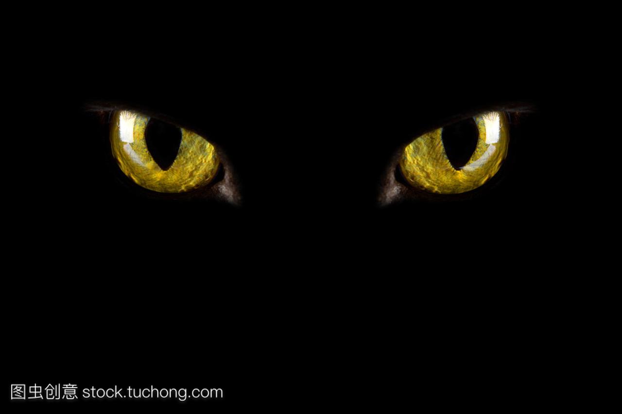 猫的眼睛在黑暗中发光