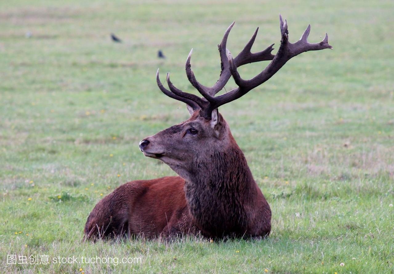 Red deer stag buck hart with antlers in Bushy P