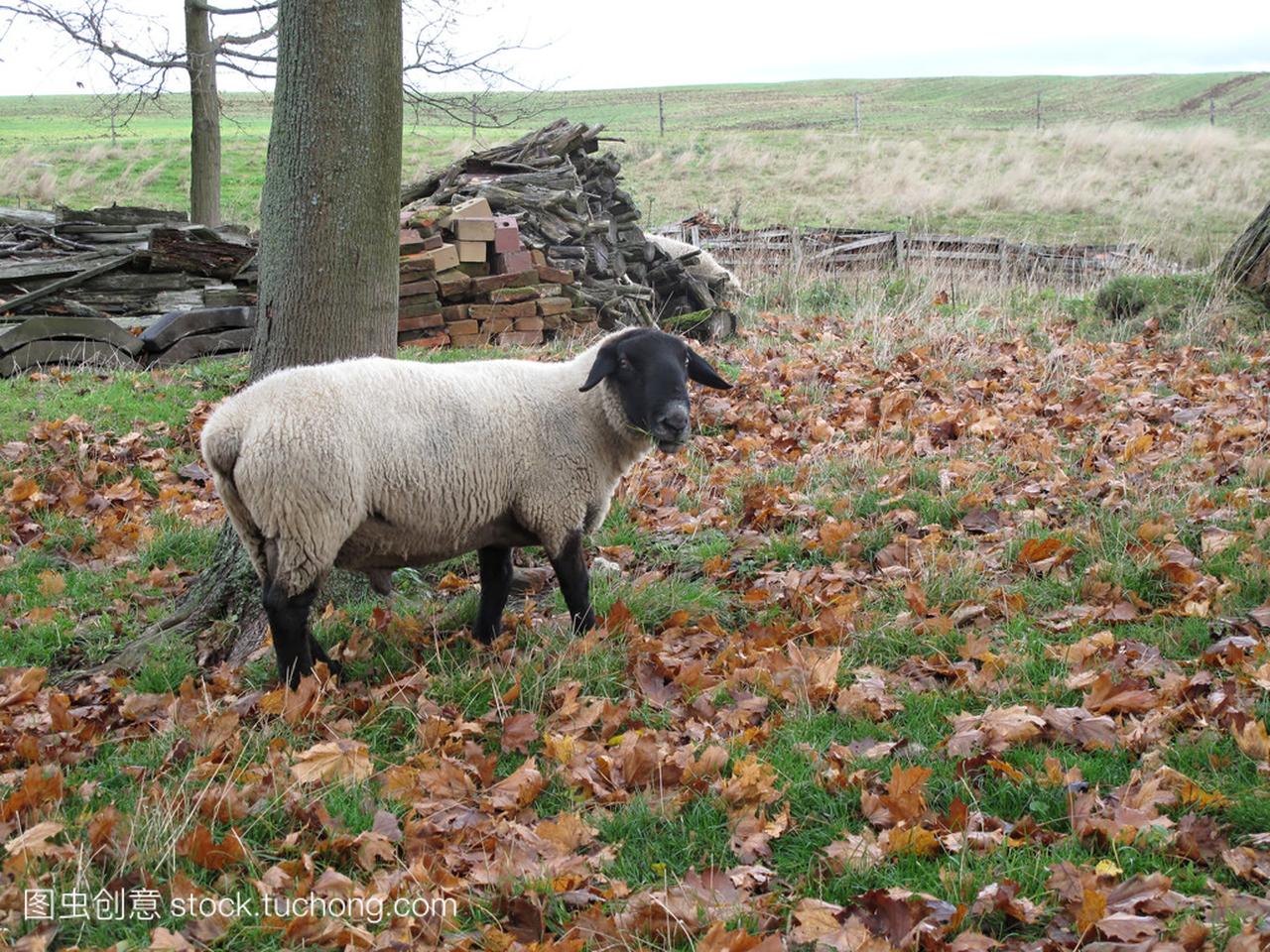 英国品种的羊萨福克羊