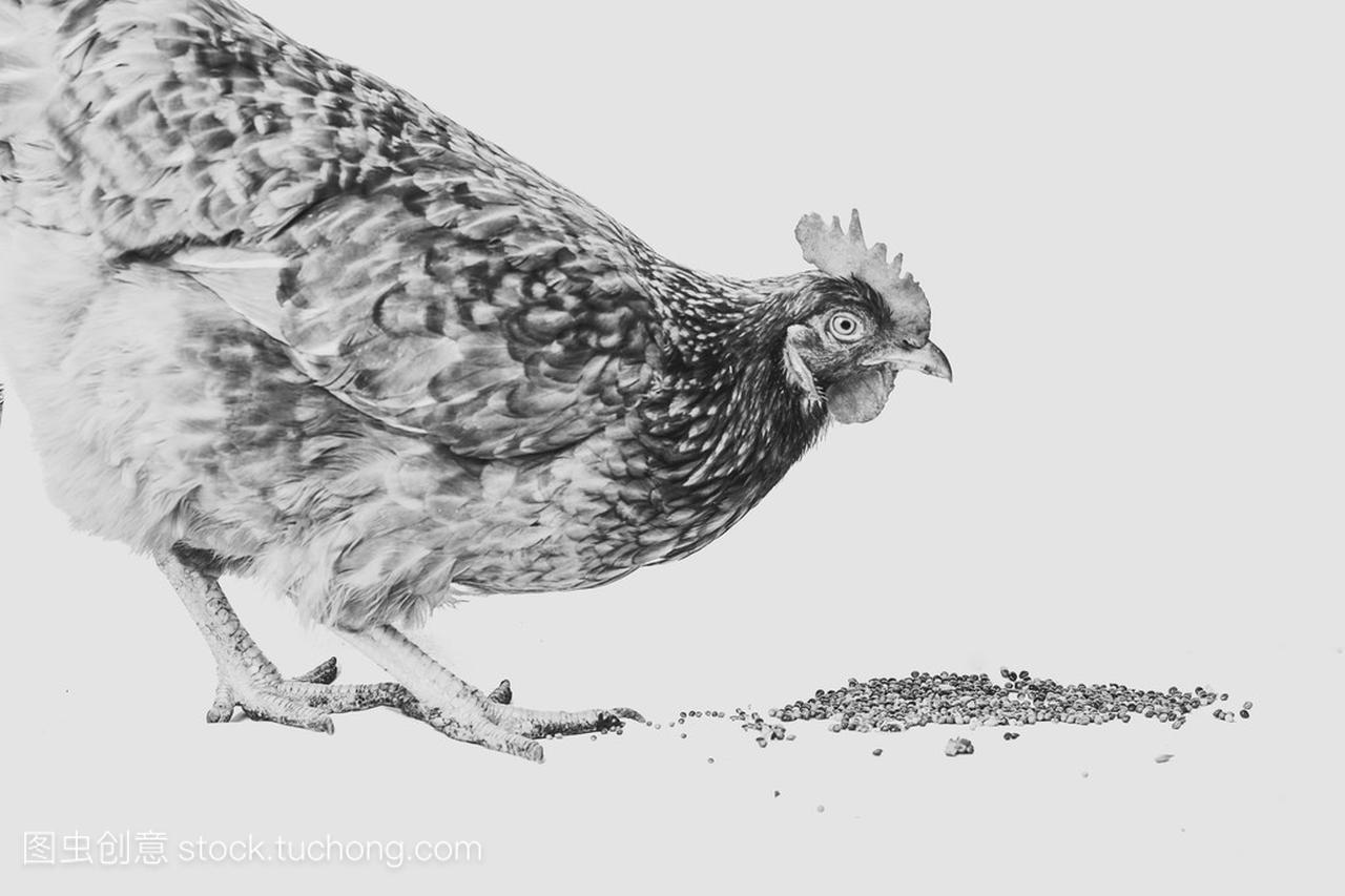 Black and white photo hen is pecking grain on t