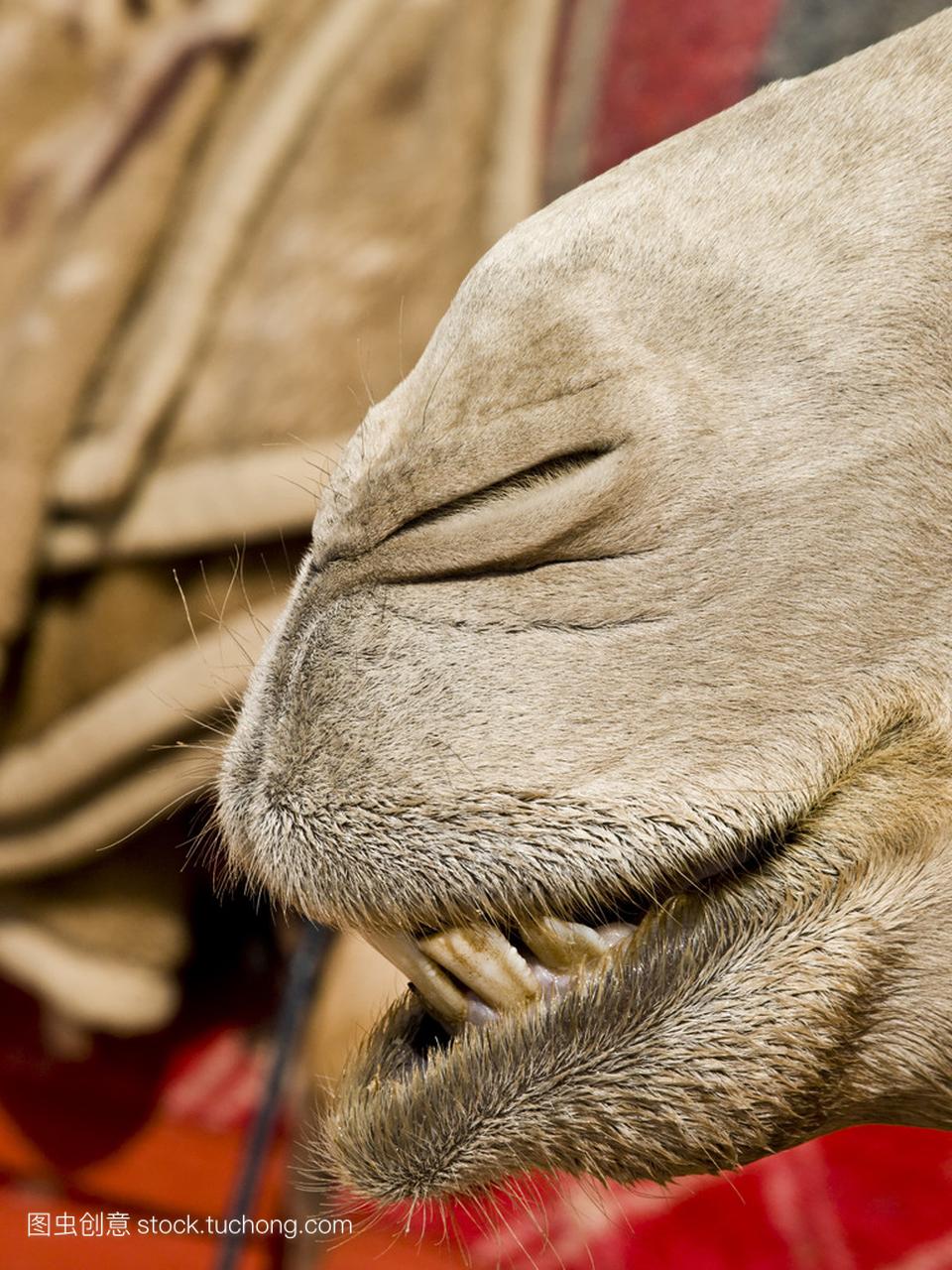 骆驼鼻子